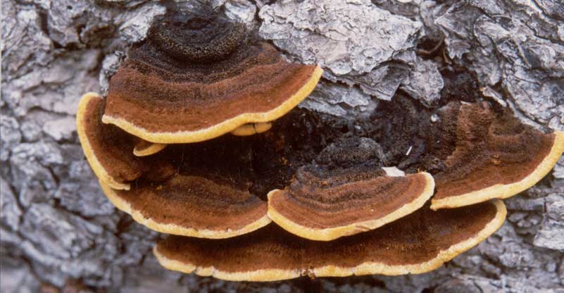 상황버섯 효능 알고 가세요