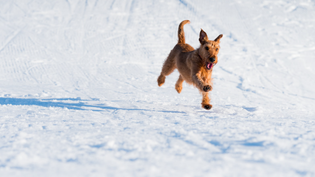 반려견-운동-화면