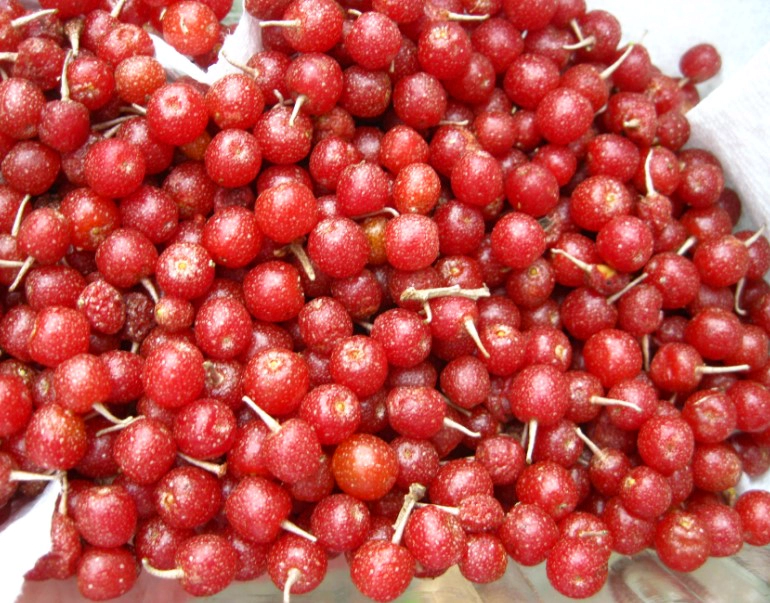 보리수열매 효능 4가지