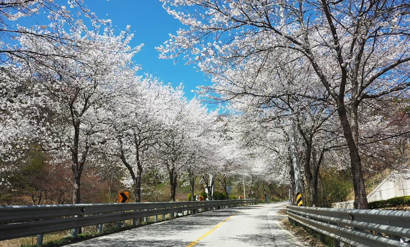  임실 벚꽃 축제 특징
