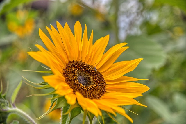 함안 강주 해바라기 축제 일정