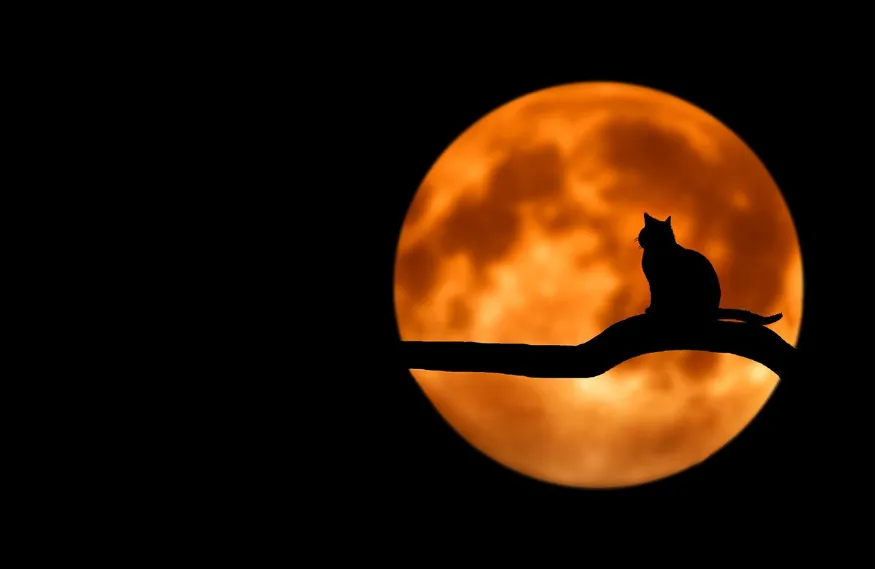 할로윈 코스튬 추천 축제 추천 에버랜드 호러메이즈