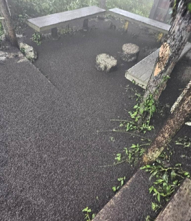 러브버그 수명,원산지,출몰시기,퇴치방법 및 예방방법