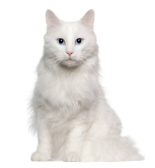 터키시앙고라-고양이