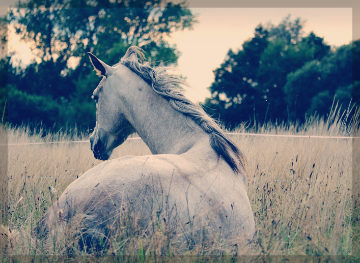 말띠 – 2025년 9월 금전운세 분석