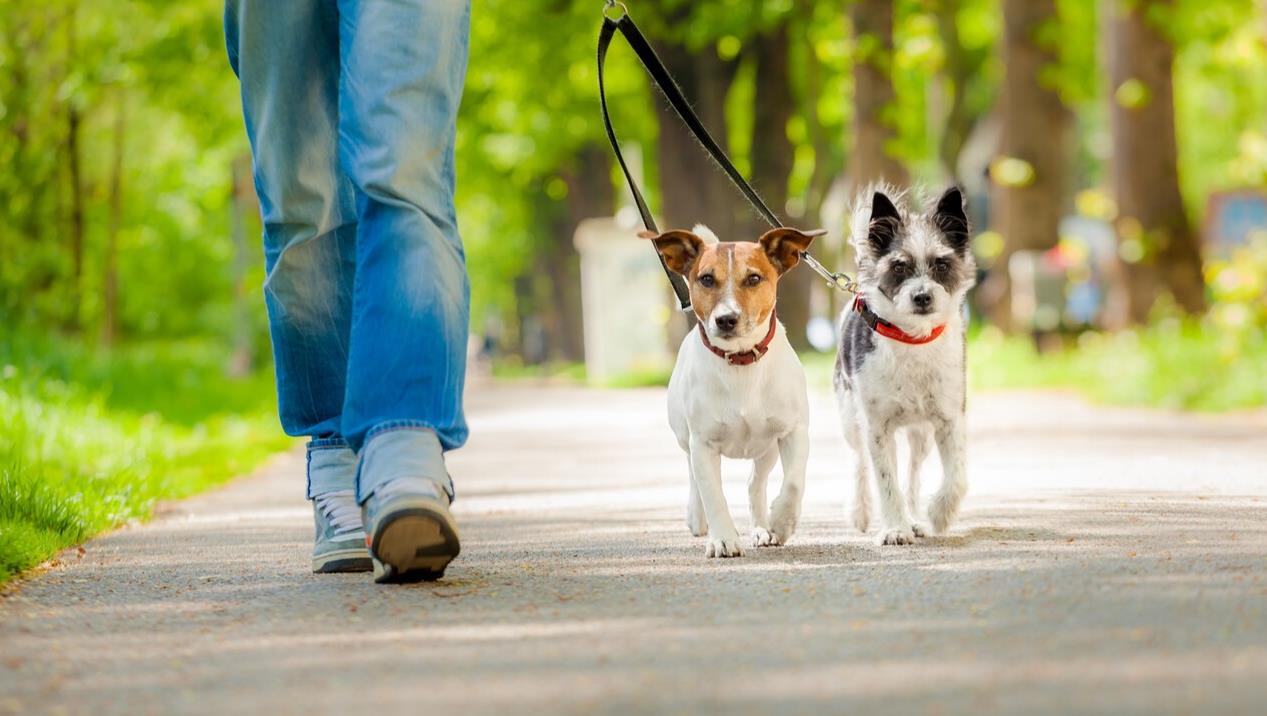노을 반려견 캠핑장