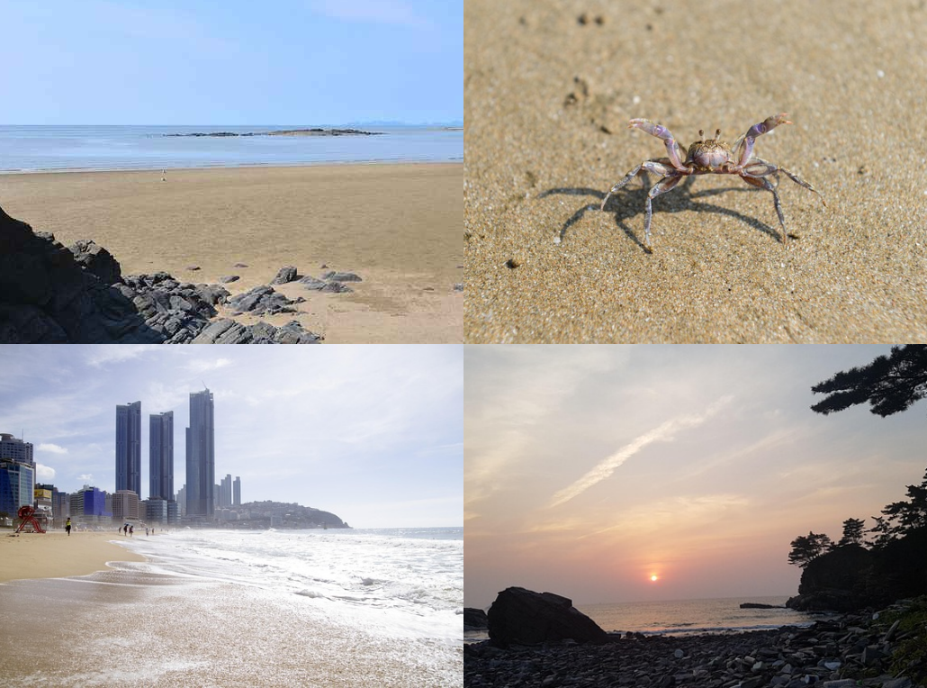 해수욕장 개장일