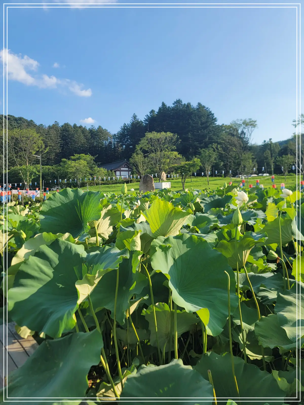 봉선사-연꽃축제-20250810_172551
