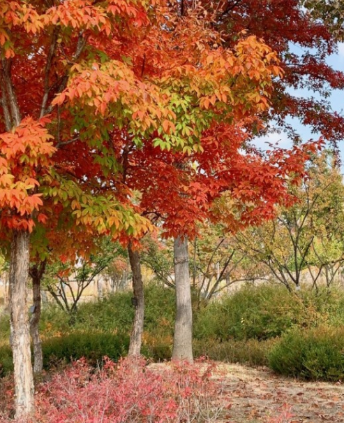 2024 유명한 산 단풍 시기