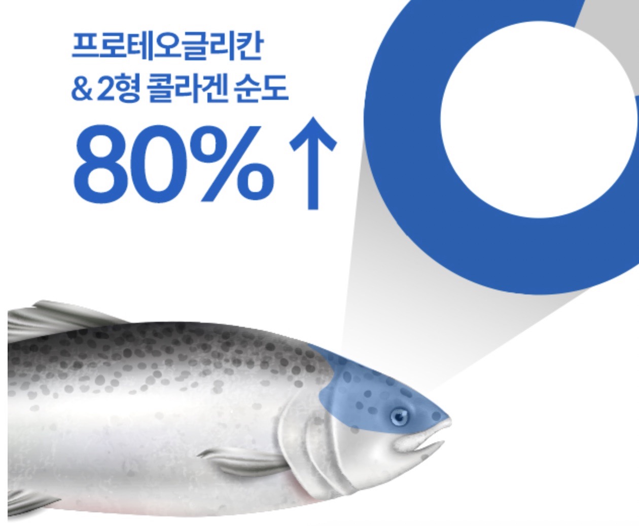 프로테오글리칸