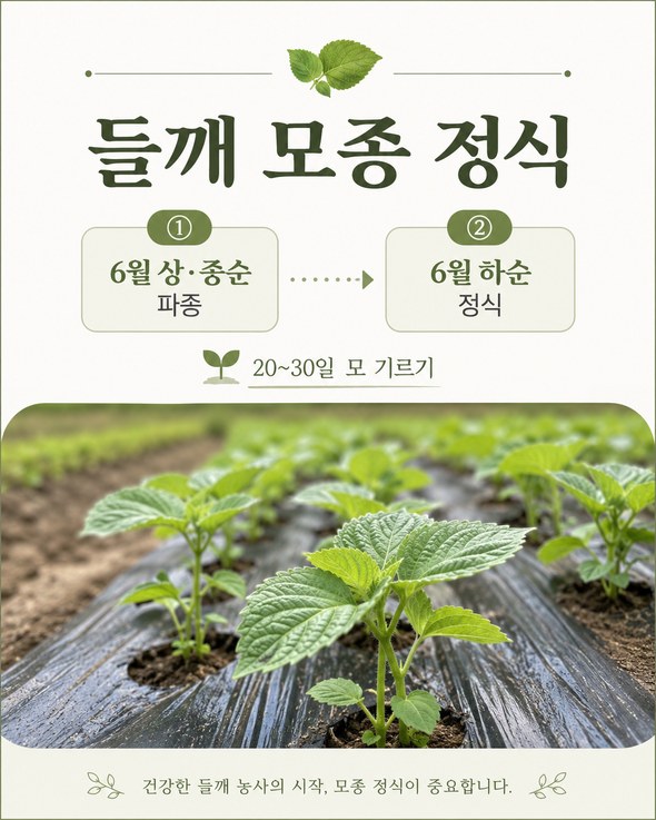 들깨 파종시기