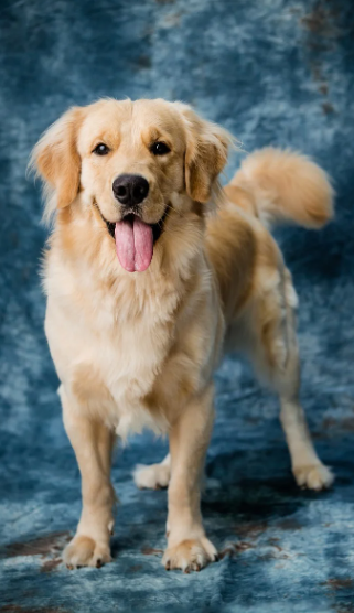 동물영양사(Animal Nutritionist): 반려동물부터 가축까지, 건강한 식단을 설계하는 전문가