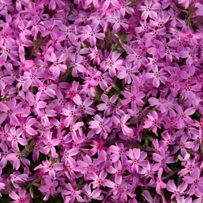 꽃잔디 심는 시기