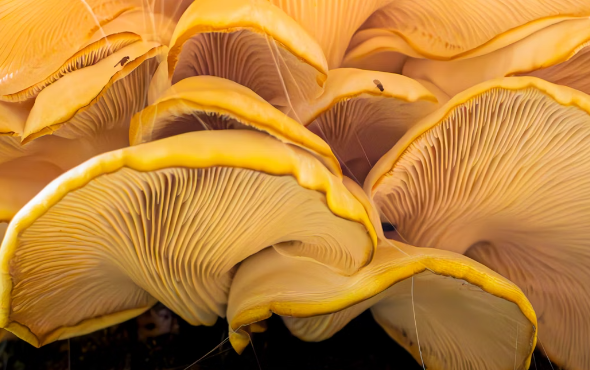 표고 버섯 효능