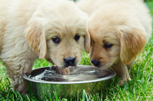 강아지가 물을 마시는 모습