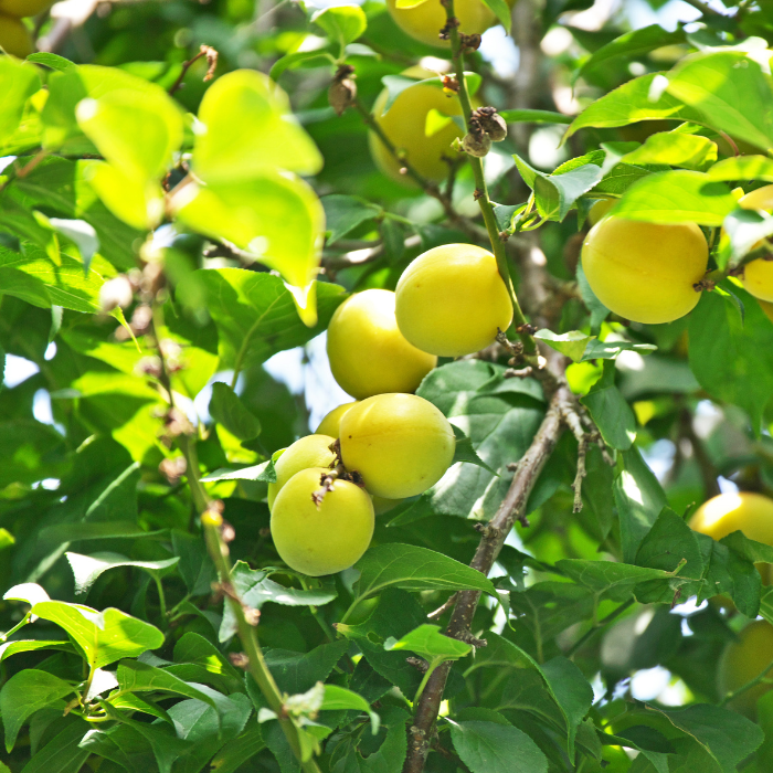 매실청_효능_활용_매실음료