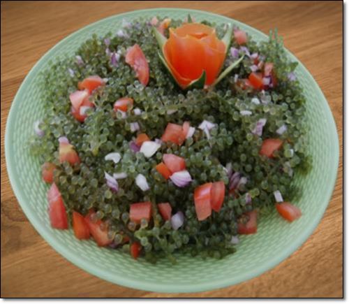 바다포도 샐러드