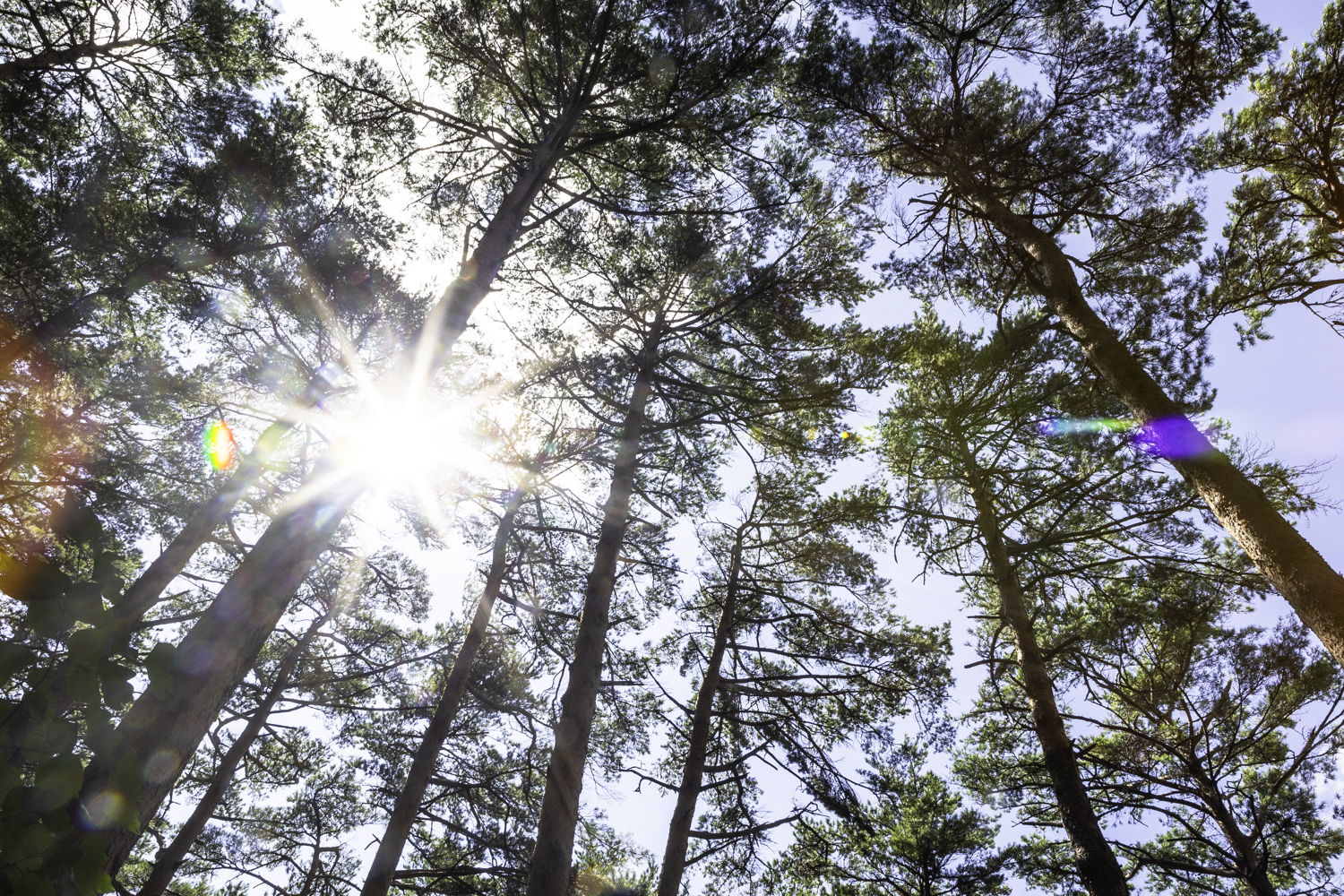 대관령소나무길