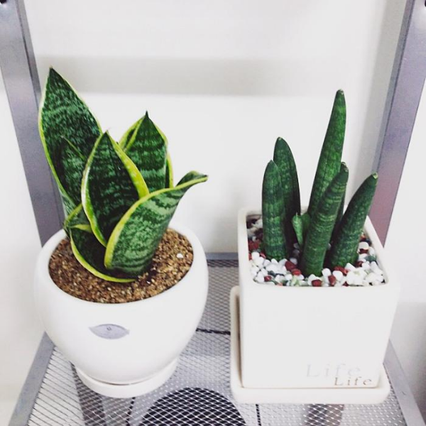 욕실인테리어 공기정화식물 산세베리아,팁줌
