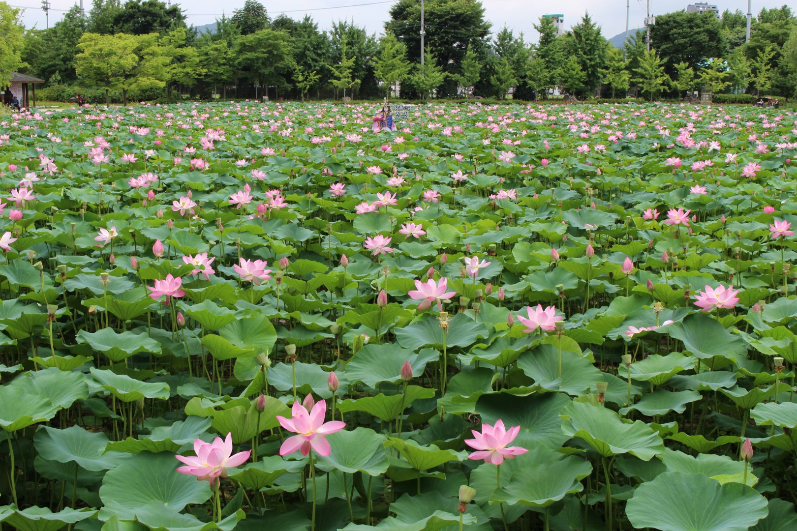 세미원 연꽃문화제 기본정보