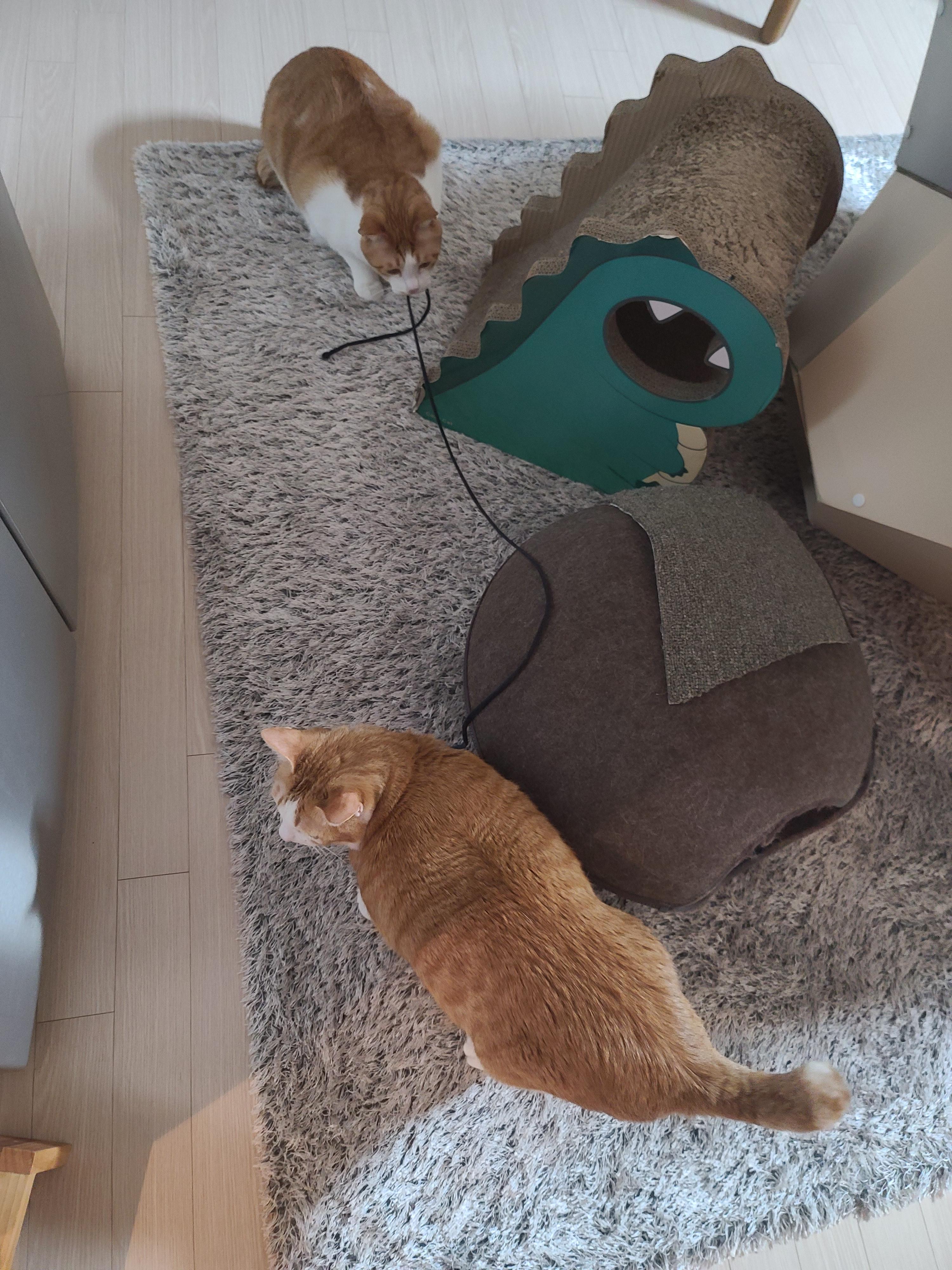 끈 하나로 신난 올블랙냥이 건이 (feat.치즈냥이 호야와 막둥이)