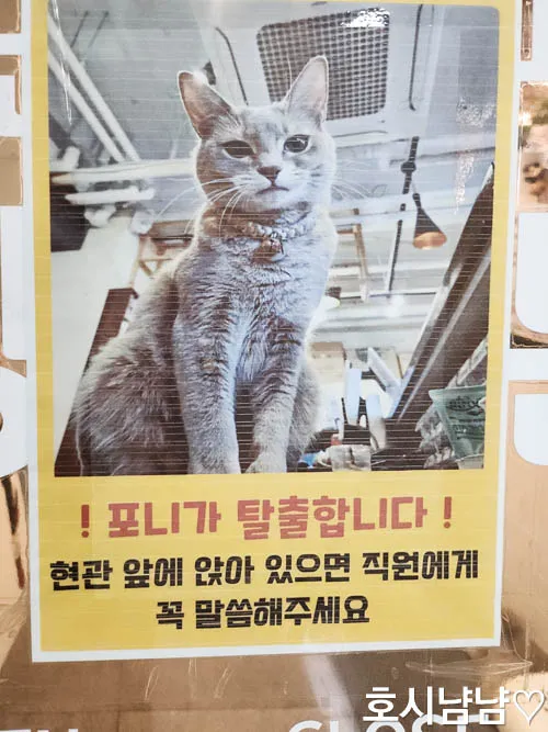 하남 만화카페 냥이툰 포니가 탈출합니다 포스터 사진