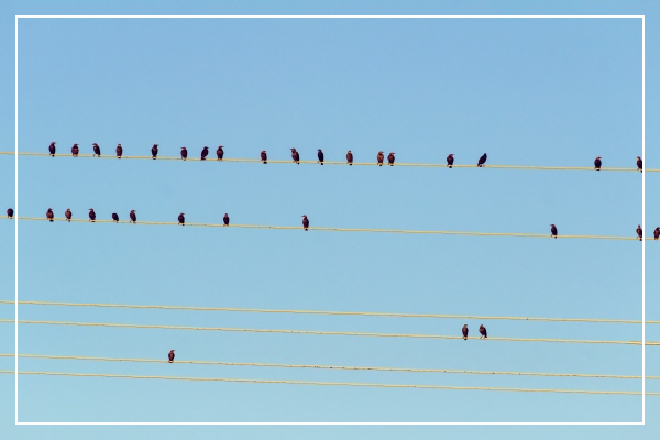 전기줄의 새들