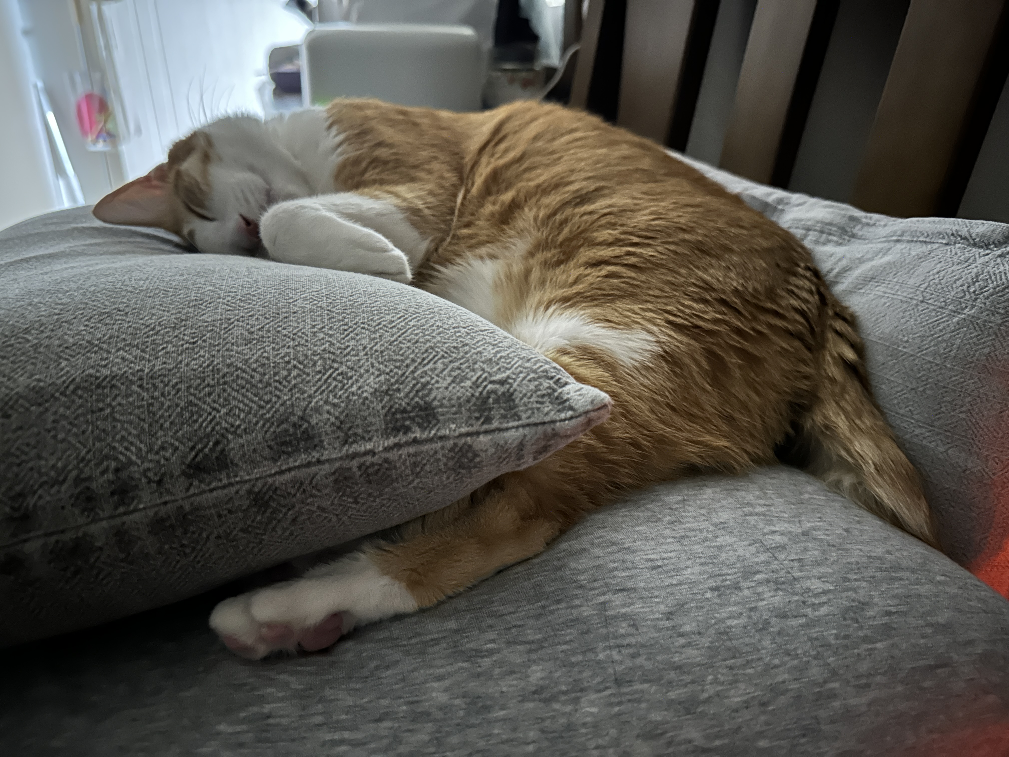 너무 귀엽게 자는 치즈냥이 호야 (feat. 사람처럼 자는 고양이 호야)