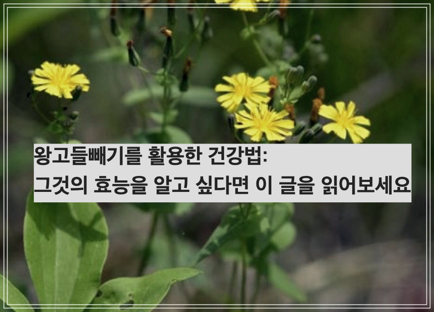 왕고들빼기를 활용한 건강법: 그것의 효능을 알고 싶다면 이 글을 읽어보세요