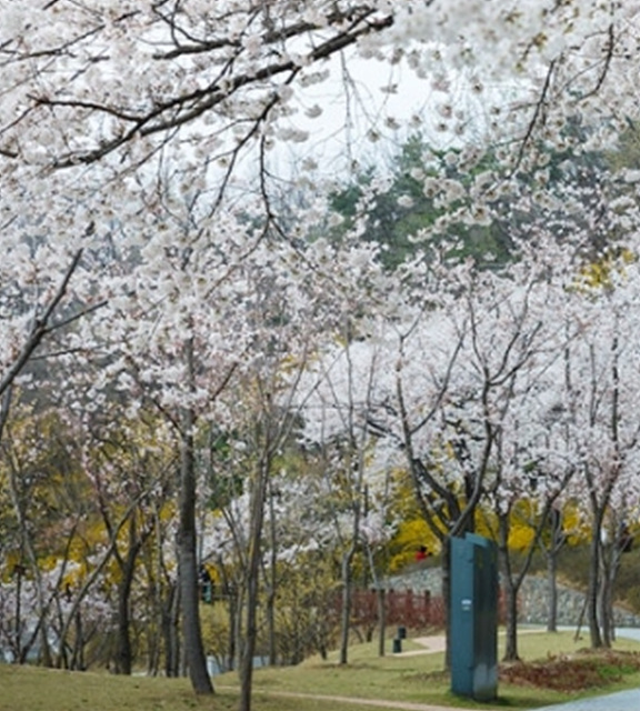 서울 벚꽃 명소 추천 베스트10 여의도 윤중로 석촌호수 서울숲 경희대학교 캠퍼스 남산공원 & 남산도서관 앞 창경궁 양재천 북서울 꿈의숲 안양천 벚꽃길 한성대입구 낙산공원