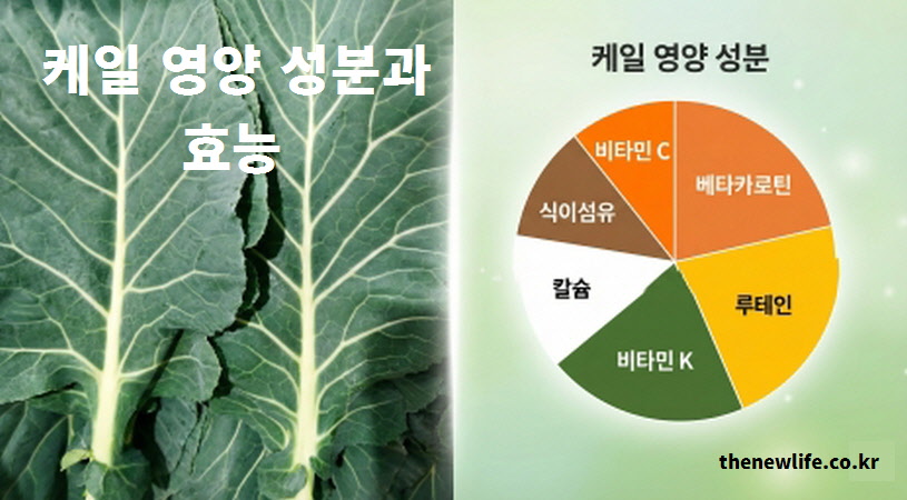 케일 영양 성분과 효능 분석 그래프: 베타카로틴, 루테인, 비타민K, 칼슘, 식이섬유, 비타민C가 골고루 함유된 비타민의 보고