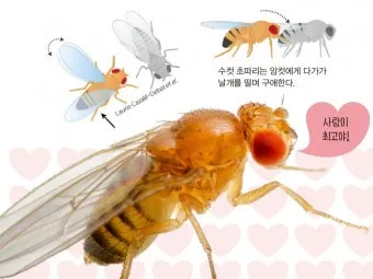 초파리 없애는 방법 효과 만점 초파리 트랩 만들기_2