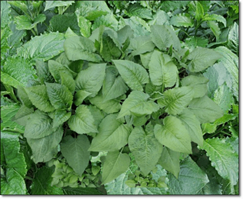 곤드레나물 재배