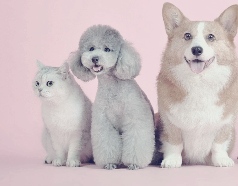 고양이1마리-강아지2마리