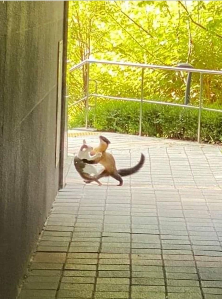 길고양이를 공격하는 담비