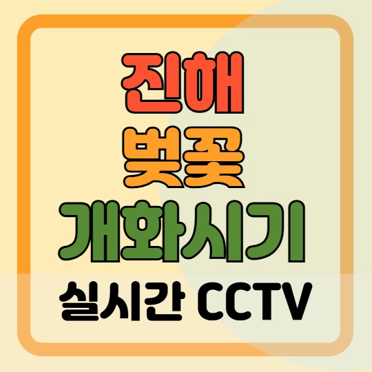 진해 벚꽃 개화 시기(+ 실시간 CCTV 확인 방법) 2025