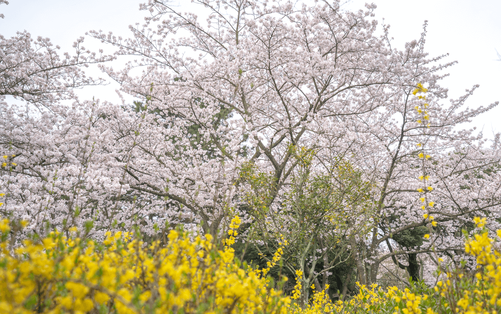 제주도벚꽃 여행지 추천