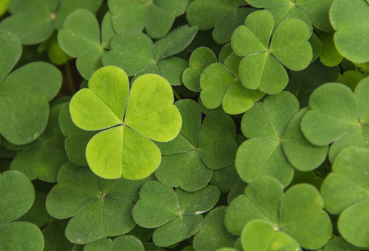 토끼풀(Clover)
