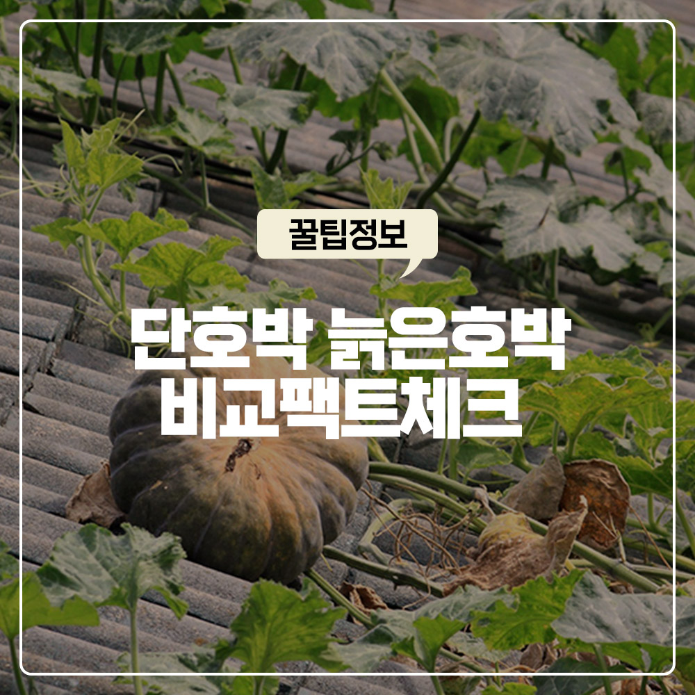 단호박 늙은호박 당뇨 환자 혈당 지수 및 당부하지수 비교 팩트 체크