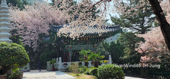황령산 벚꽃길