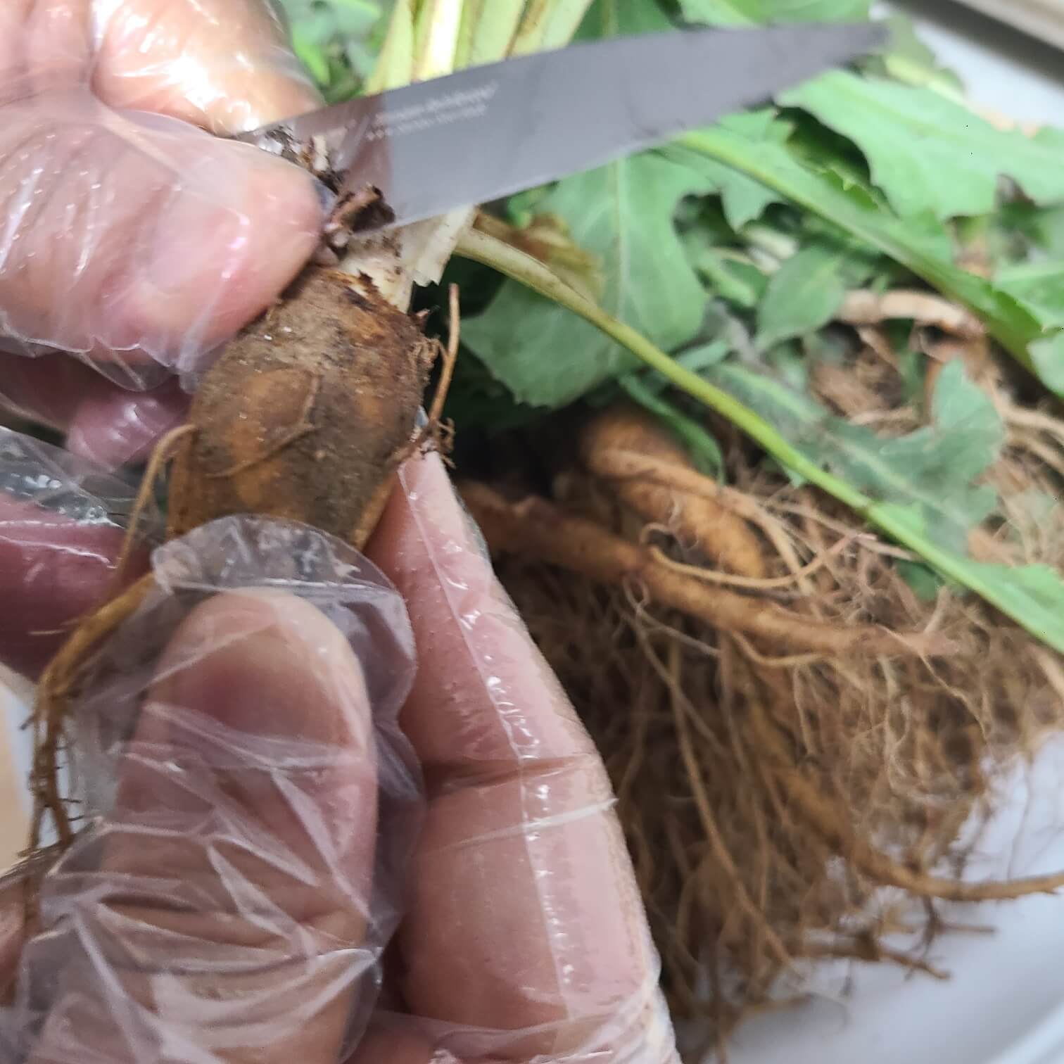 고들빼기 손질하는 방법