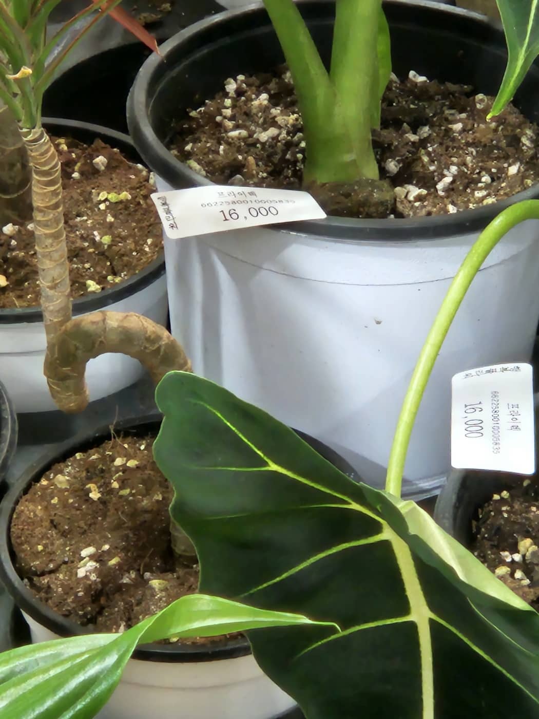 엄궁화훼단지 식물판매