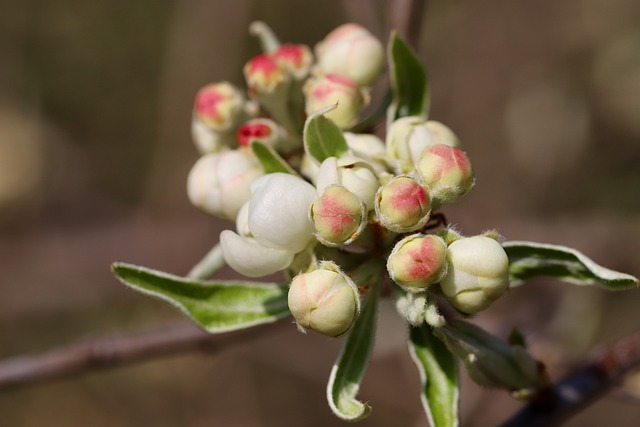 버드나무 껍질의 발견과 과학적 성분 분석을 통한 아스피린 추출