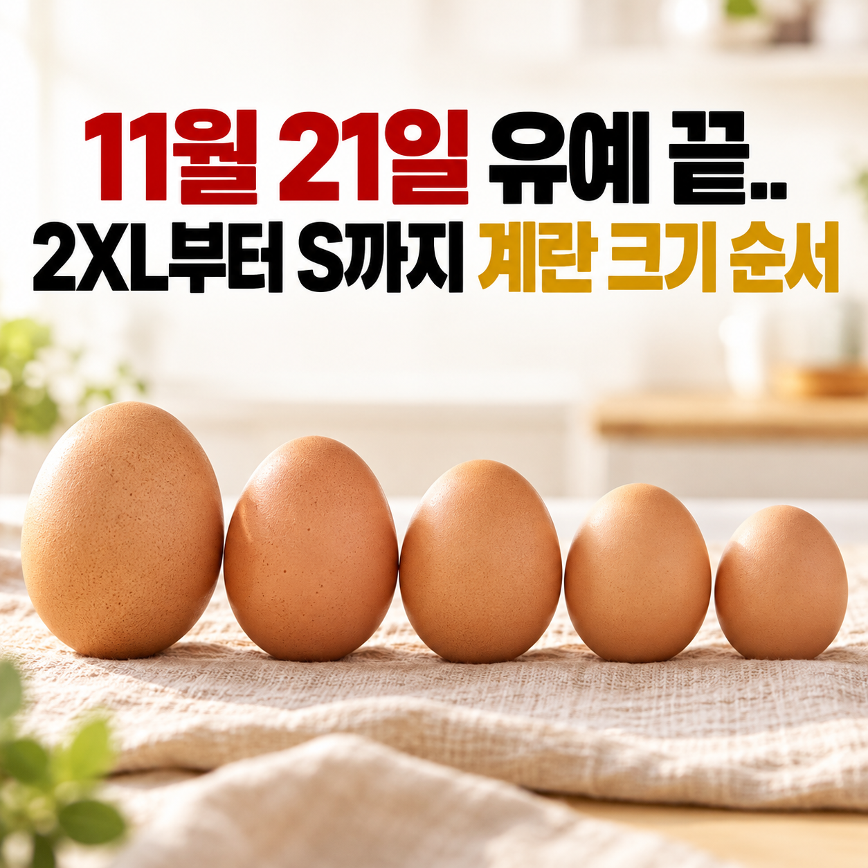 11월 21일 유예 끝.. 2XL부터 S까지 계란 크기 순서