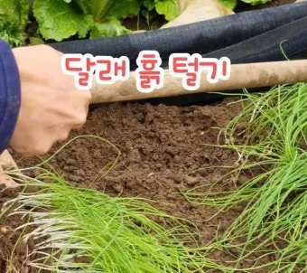 달래 재배 분구 나누기 화분 키우기 향 유지_7