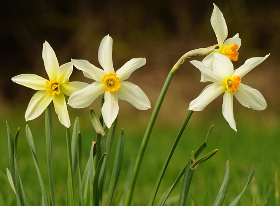 겨울 꽃 수선화