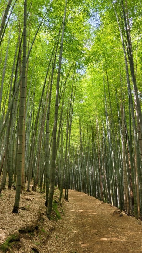 아홉산숲-대나무숲