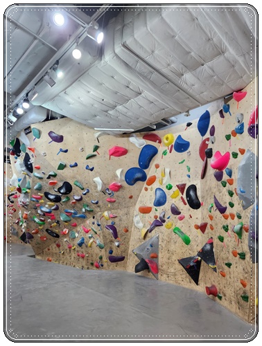 코알라클라이밍