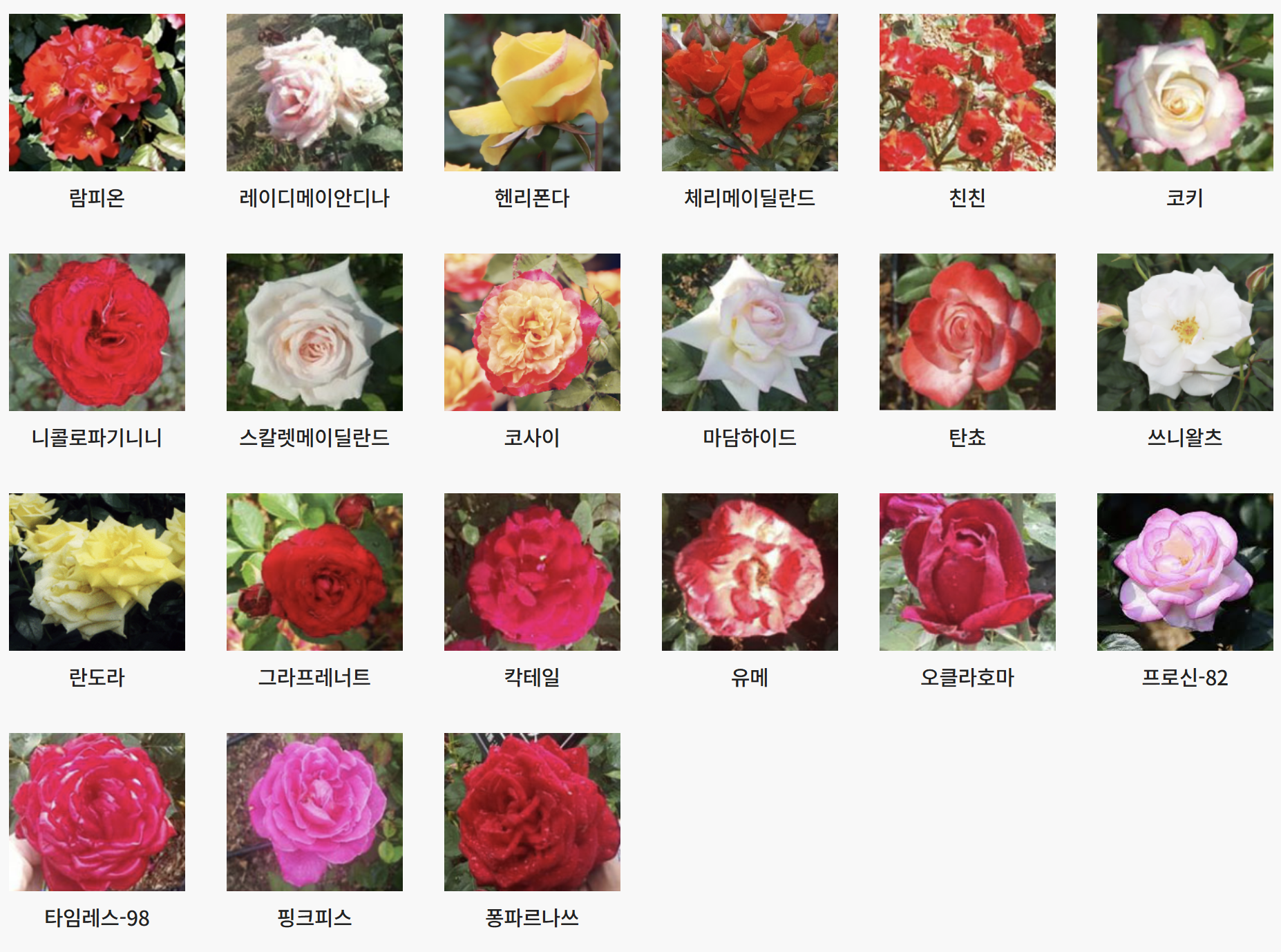 서울대공원 장미원