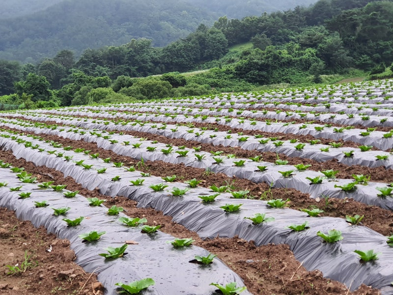 김장배추 심는시기